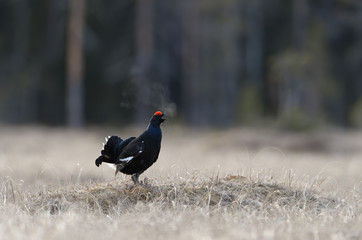 Norwegian black grouse at lek in spring