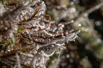 Glittery spider web with ice close-up. Beautiful artistic detail of iced cobweb light with sparkling bokeh.