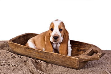 Basset hound puppy sitting in wooden bowl isolated on white