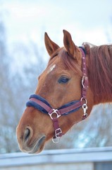 Red mare with a maroon fur trimmed halter