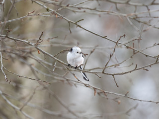 Long-tailed tit (Aegithalos caudatus) among tree branches in early spring. The long-tailed tit or long-tailed bushtit (Aegithalos caudatus).