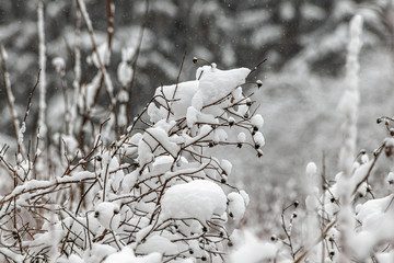 Brown dog-rose branches covered with white fluffy snow are in winter day