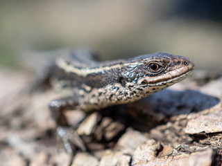 Zootoca vivipara (Lacerta vivipara) closeup portrait. The viviparous lizard, Zootoca vivipara (Lacerta vivipara), is a Eurasian lizard. 