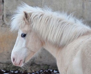 Blue eyes of a salt pony