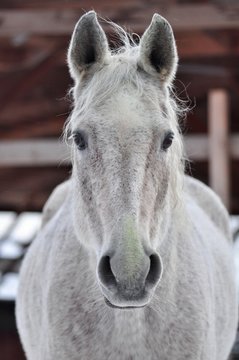 Grey tersky horse on a february day