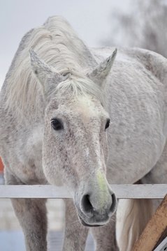Grey tersky horse behind the white fence