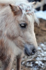 Sweet nightingale mare on a winter day