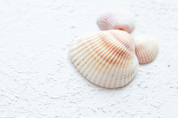Obraz na płótnie Canvas Shells on a light background . Article about vacation. Sea shells lie on a light background