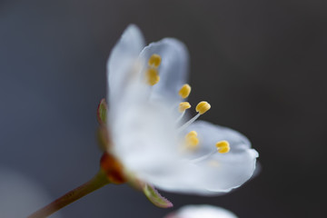 Translucent and delicate white blossom of cherry plum in the spring garden, artstistic abstract background with selective focus on yellow pollen stems and petal edges, partially blurred