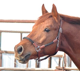 Portrait of a red trakenen stallion in a leather halter