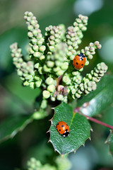 Two ladybugs close up on evergreen holly plant with glossy leaves and flower buds, warm sunlight in the spring garden