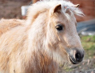 Fototapeta premium Palomino pony with a winter fluffiness