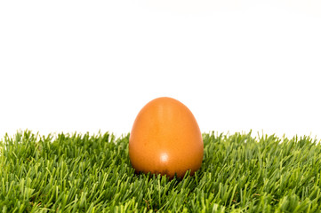 Focus A chicken egg on the grass. Chicken egg.