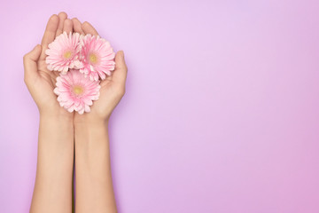 Closeup womans hand with a bright pink gerbera flowers on a purple backround with copy space. Womens health concept. Concept of an advertisment of cosmetic product or skin care.