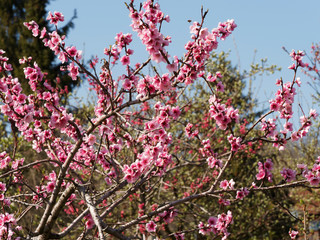 (Prunus persica) Floraison rose du pêcher sur rameaux sans feuilles en fin d'hiver