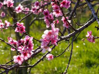 Magnifique floraison rose abondante et enchantée du pêcher (Prunus persica) en fin d'hiver