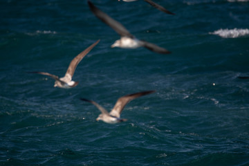 Fototapeta premium dynamic flying seagull on the sky