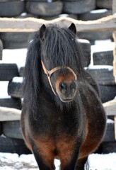 Small and shaggy bay pony