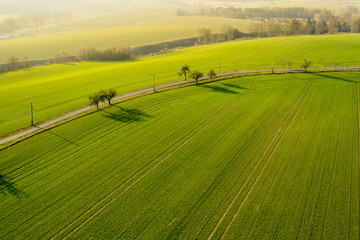 Aerial view on a field with green grass and few trees along a road. Agriculture farm cultivated land