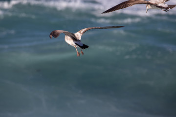 dynamic flying seagull on the sky