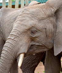 Portrait of a young elephant at a center that reintroduces orphaned elephants to the wild....