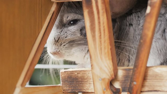 sleepy cute chinchilla sits on a wooden floor in handmade cage and dozes, pets lifestyle, furry rodent animals