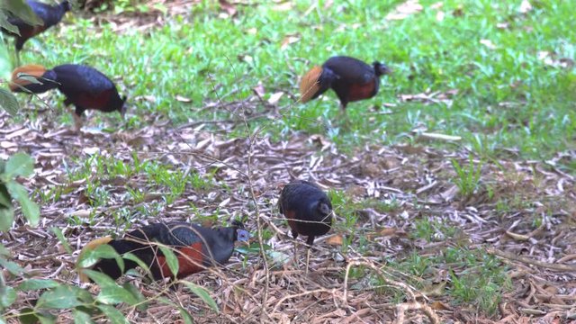Borneo Crested fireback is the rare bird that lives in Borneo jungle.