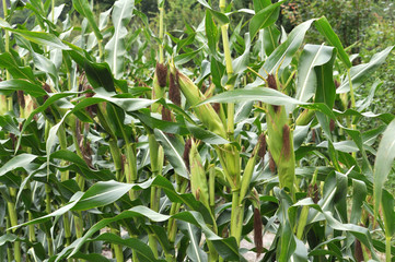 Naklejka premium The cob ripens on a corn stalk