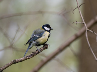 The great tit (Parus major) is a passerine bird in the tit family Paridae.