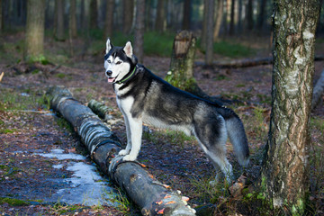 Dog breed Siberian Husky in the spring forest