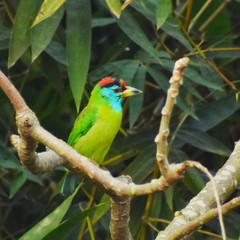 A beautiful blue throated barbet on a tree