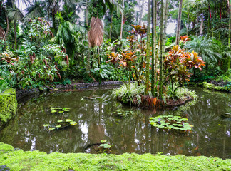 Plants reflections on a pond in a tropical garden, Hawaii