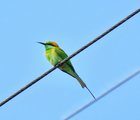 A green bee-eater waiting on a wire to catch bee
