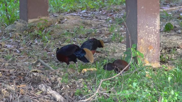 Borneo Crested fireback is the rare bird that lives in Borneo jungle.