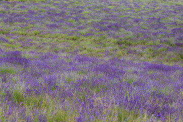 Campo di lavanda in piemonte