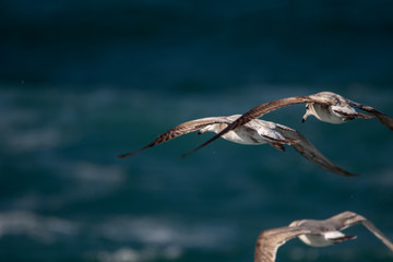 dynamic flying seagull on the sky