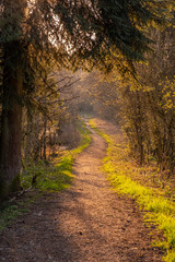 Obraz premium mystic trail in the woods with trees iluminated during sunset with warm yellow light