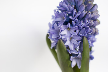 Blue hyacinth flower on white background