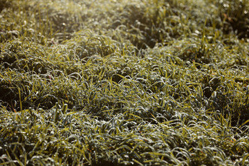 Gras Wiese mit Tau überzogen