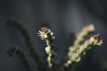 Obraz premium Honey Bee on Sempervivum Arachnoideum flower