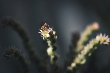 Honey Bee on Sempervivum Arachnoideum flower