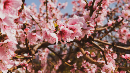 Gros plan sur fleurs roses de pêcher (Prunus persica)