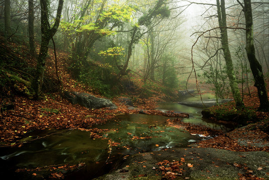 Arroyo en el bosque en otoño con hojas en el suelo y niebla