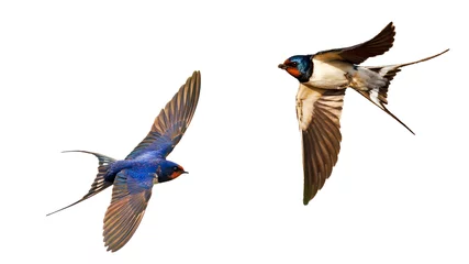 Zelfklevend Fotobehang flying swallows isolated on white background © drakuliren