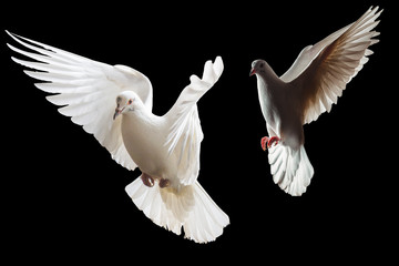 two white doves fly on a black background