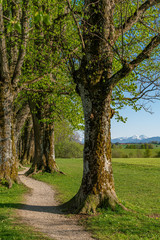 Spazierweg unter Linden mit Blick auf die Alpen