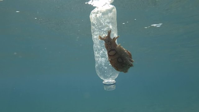Plastic pollution, A beautiful nudibranch sea hare crawls along plastic bottle floats on the surface of the blue water. Nudibranch or Sea slug Spotted sea hare (Aplysia dactylomela) Mediterranean Sea