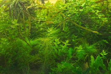 Fototapeta na wymiar tropical aquatic plants in the aquarium