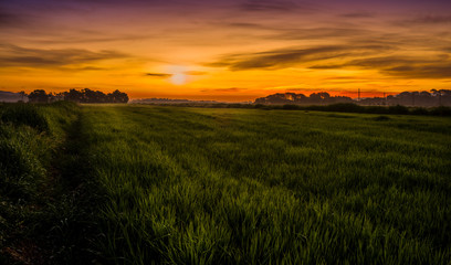 Fototapeta na wymiar Prado verde al amanecer con arboles en el horizonte