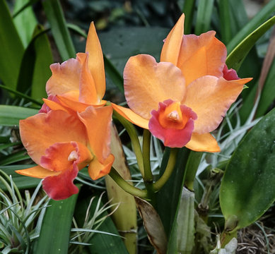 An Orange Orchid